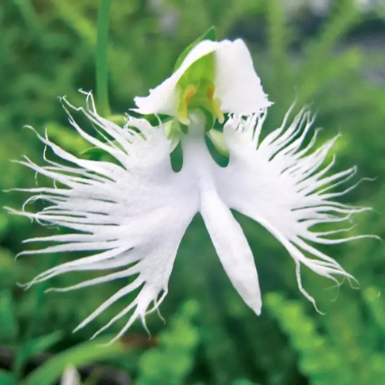 White on sale egret orchid